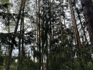 Prodej lesa, Dehtáře, 34777 m2