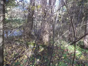 Dražba lesa, Římov, 2102 m2