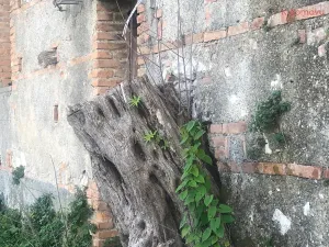 Prodej zemědělské usedlosti, Pace del Mela, Itálie, 128 m2