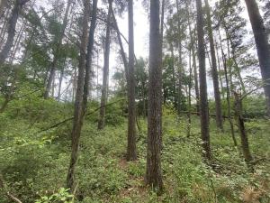 Prodej lesa, Blížejov - Lštění, 1122 m2