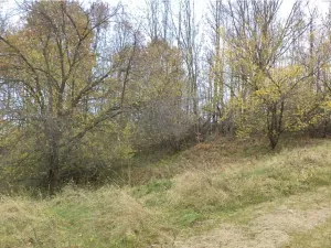Dražba pozemku, Horní Stropnice, 2463 m2