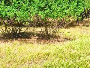 Prodej rodinného domu, Mogilishte, Bulharsko, 160 m2