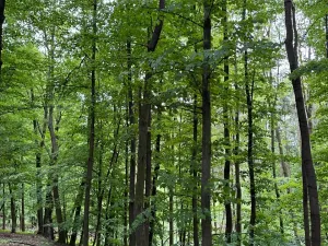 Prodej lesa, Stěbořice, 12789 m2