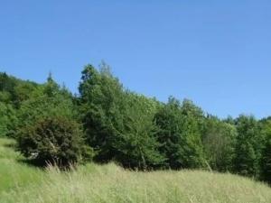 Prodej louky, Krucemburk, 9000 m2