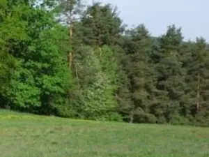 Prodej louky, Krucemburk, 9000 m2