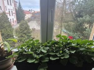 Pronájem bytu 2+1, Česká Lípa, Arbesova, 74 m2
