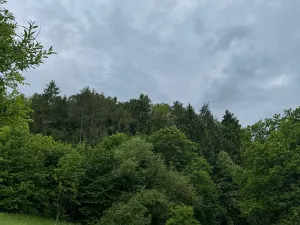 Prodej lesa, Heřmanice, 11566 m2