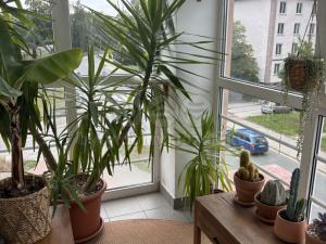 Prodej bytu 3+1, Dvůr Králové nad Labem, Štefánikova, 98 m2