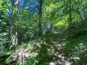 Dražba louky, Hartmanice, 3924 m2