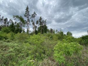 Prodej lesa, Blížejov - Lštění, 4481 m2