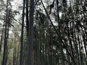 Prodej lesa, Hromnice, 12972 m2
