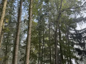 Prodej lesa, Hromnice, 12972 m2