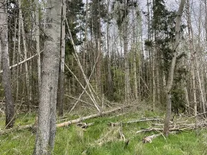 Prodej lesa, Hradiště, 3845 m2