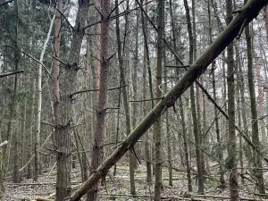Prodej lesa, Hradiště, 3845 m2