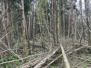 Prodej lesa, Hradiště, 3845 m2