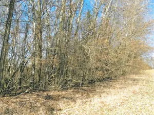 Prodej lesa, Rodná, 1517 m2