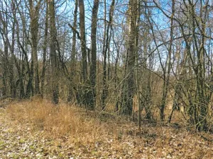 Prodej lesa, Rodná, 1517 m2