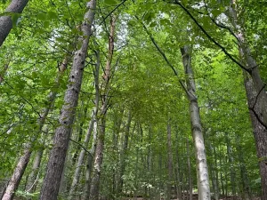 Prodej pozemku, Bohutín, 50672 m2