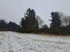 Prodej lesa, Nezbavětice, 10255 m2
