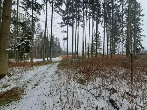 Prodej lesa, Nezbavětice, 10255 m2