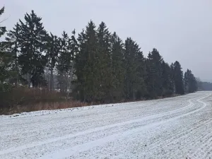 Prodej lesa, Nezbavětice, 10255 m2