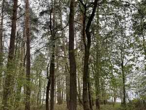 Prodej lesa, Hradiště, 5650 m2