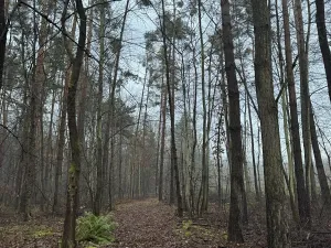 Prodej podílu lesa, Břehy, 5148 m2