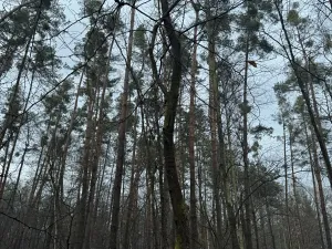 Prodej podílu lesa, Břehy, 5148 m2