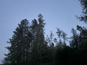 Prodej lesa, Proseč, 7493 m2