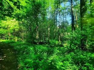 Prodej lesa, Orlová, Větrná, 2329 m2