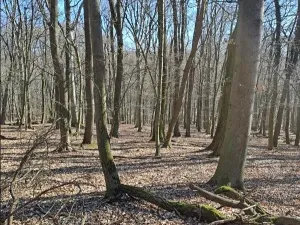 Prodej lesa, Mistřice, 1791 m2