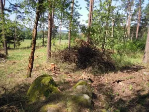 Prodej lesa, Tasov, 625 m2