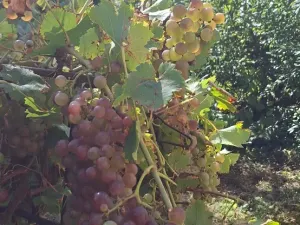 Prodej rodinného domu, Dolní Kounice, Rybárna, 75 m2