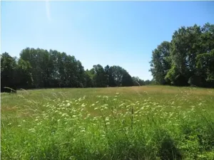 Prodej pole, Kolinec, 75440 m2