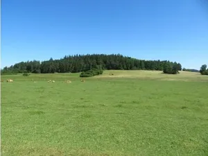 Prodej lesa, Kolinec, 75440 m2