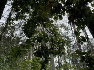 Prodej podílu lesa, Herálec, 1094 m2