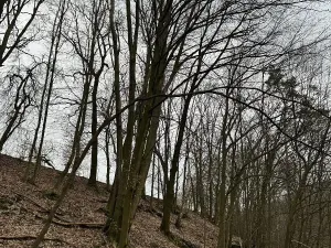 Prodej podílu lesa, Luka, 3584 m2