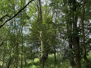 Prodej podílu pozemku, Suchdol, 9027 m2