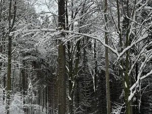 Prodej podílu lesa, Líšný, 1047 m2