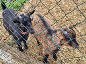 Prodej rodinného domu, Jílové u Prahy, 460 m2