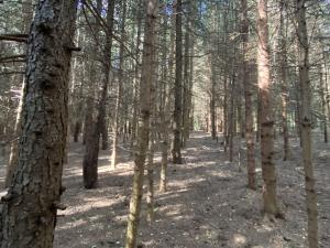 Prodej lesa, Lánov - Horní Lánov, 8914 m2
