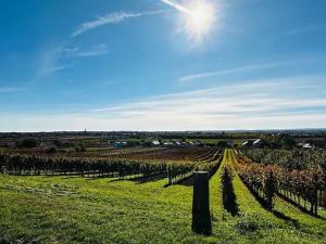 Prodej vinného sklepa, Velké Bílovice, 100 m2