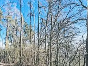 Prodej lesa, Neurazy, 727 m2