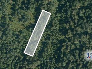 Prodej lesa, Borkovice, 1472 m2
