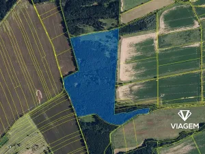 Prodej podílu lesa, Palonín, 21888 m2