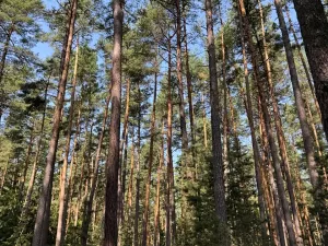 Prodej lesa, Mladošovice, 12064 m2