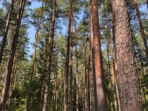 Prodej lesa, Mladošovice, 12064 m2