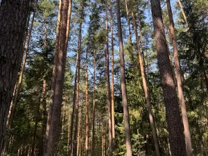 Prodej lesa, Mladošovice, 12064 m2