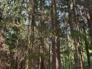 Prodej lesa, Mladošovice, 12064 m2