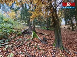 Prodej lesa, Jestřebí, 6855 m2